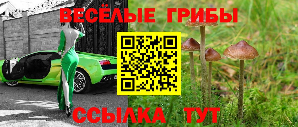 Псилоцибиновые грибы Psilocybe Вологда